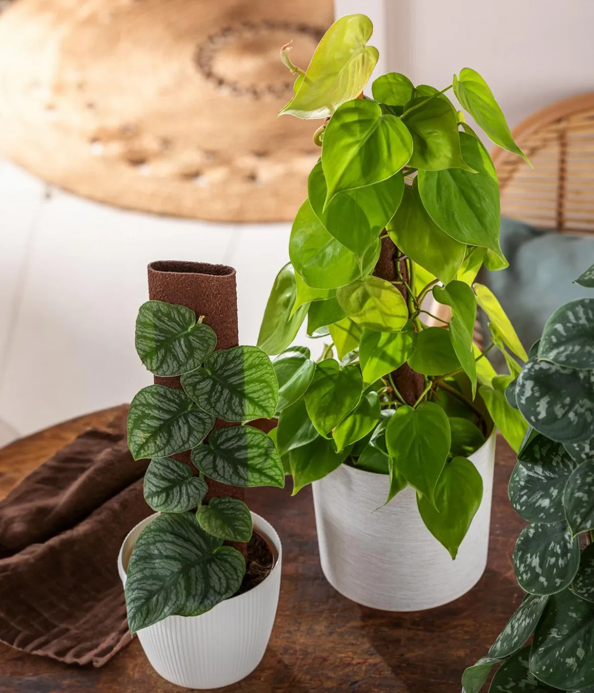 Baumfreund - Philodendron micans 'Lime' am Kratistestab