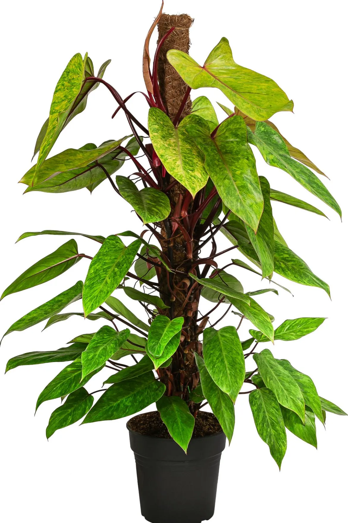 Baumfreund - Philodendron 'Painted Lady'