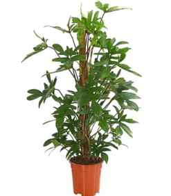 Baumfreund - Philodendron pedatum