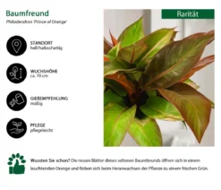 Baumfreund - Philodendron 'Prince of Orange'