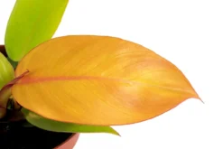 Baumfreund - Philodendron 'Prince of Orange'