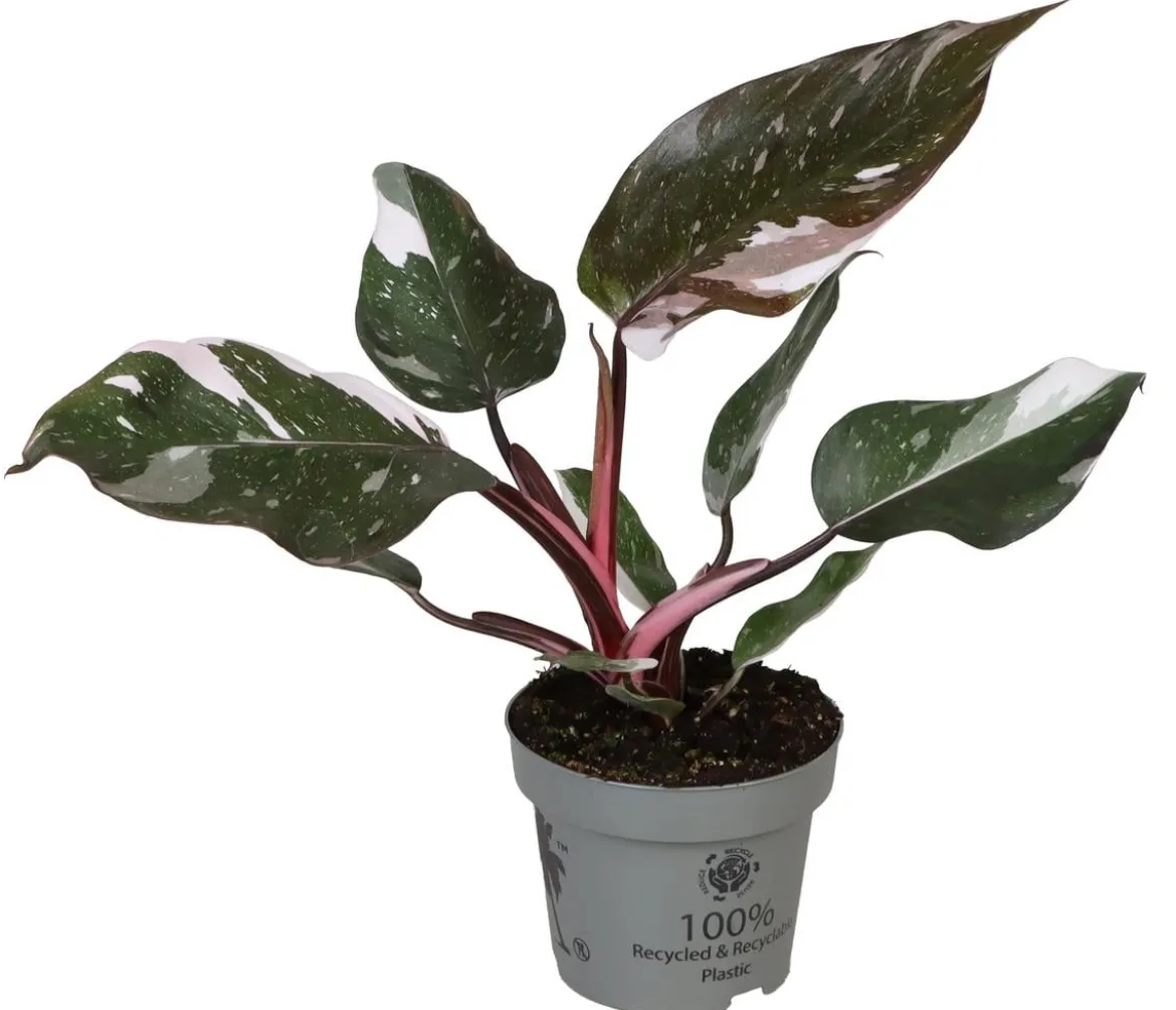 Baumfreund - Philodendron 'Red Anderson'