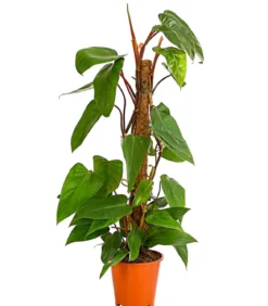Baumfreund - Philodendron 'Red Emerald'