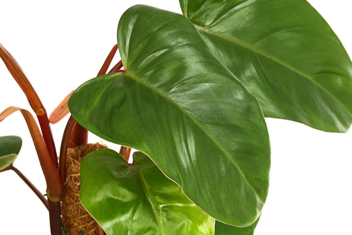 Baumfreund - Philodendron 'Red Emerald'