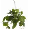 Baumfreund - Philodendron scandens, Ampel