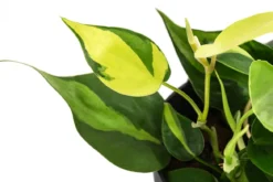 Baumfreund - Philodendron scandens, Hydrokultur