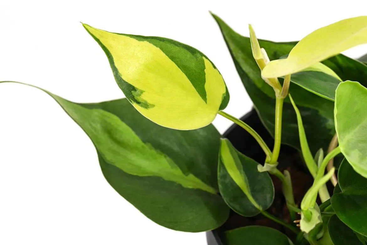 Baumfreund - Philodendron scandens, Hydrokultur