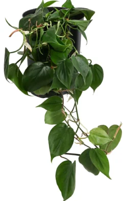 Baumfreund - Philodendron scandens, Hydrokultur