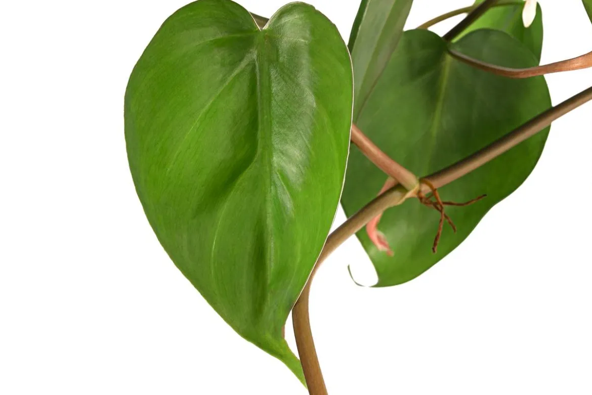 Baumfreund - Philodendron scandens, Hydrokultur