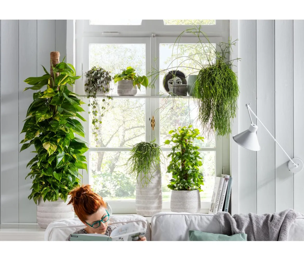Baumfreund - Philodendron scandens 'Brasil'