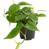 Baumfreund - Philodendron scandens