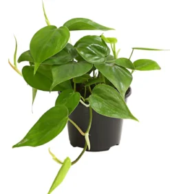 Baumfreund - Philodendron scandens