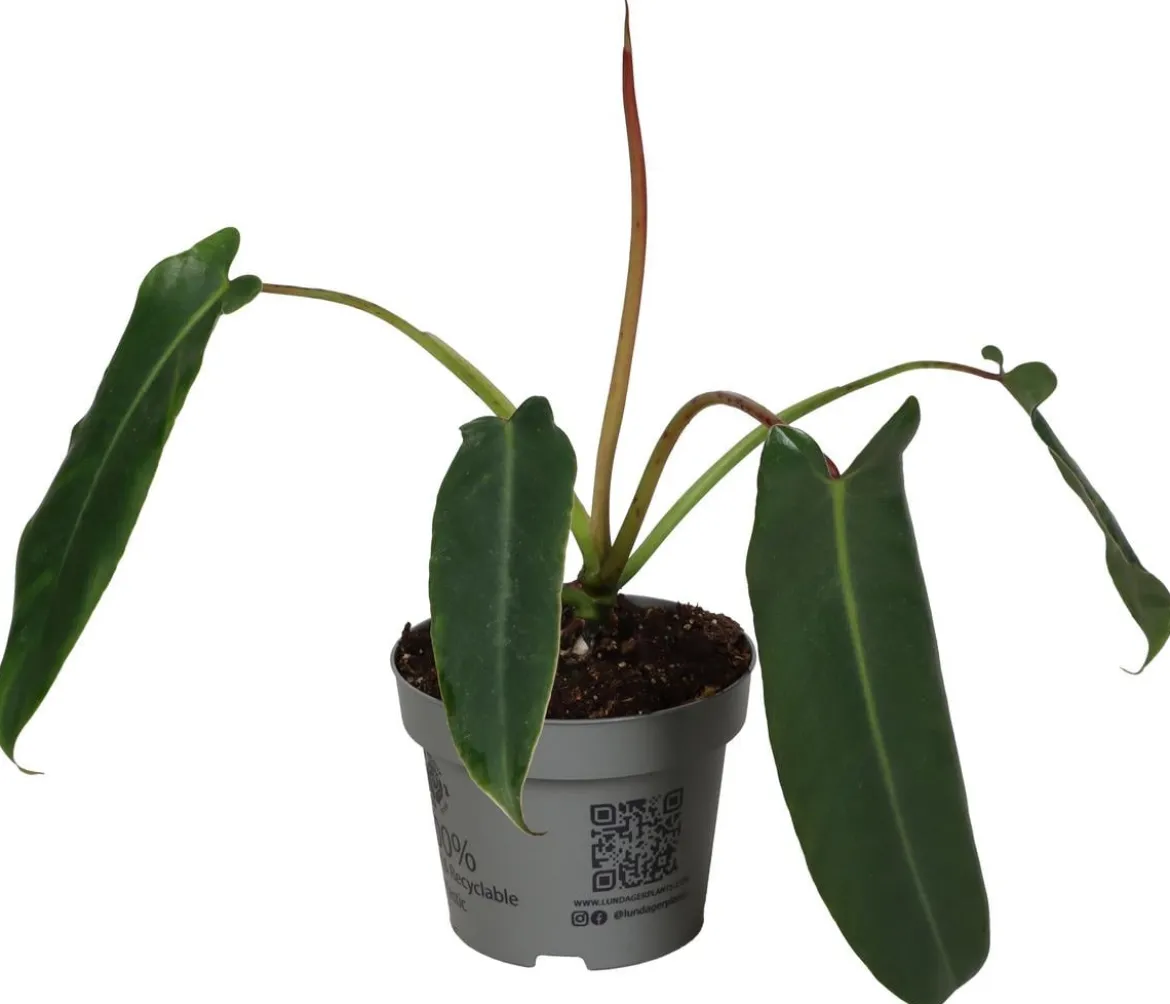 Baumfreund - Philodendron spiritus sancti