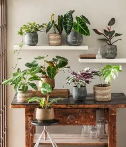 Baumfreund - Philodendron verrucosum