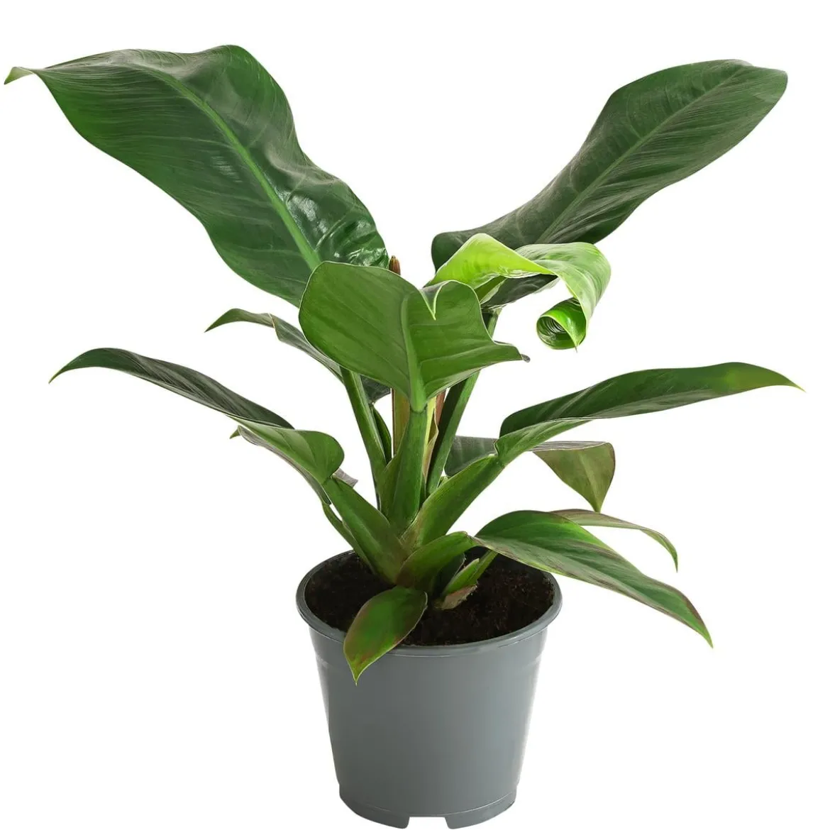 Baumfreund - Philodendron, verschiedene Sorten