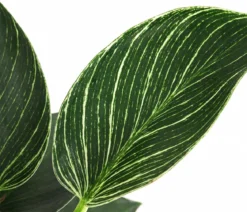 Baumfreund - Philodendron 'White Wave'
