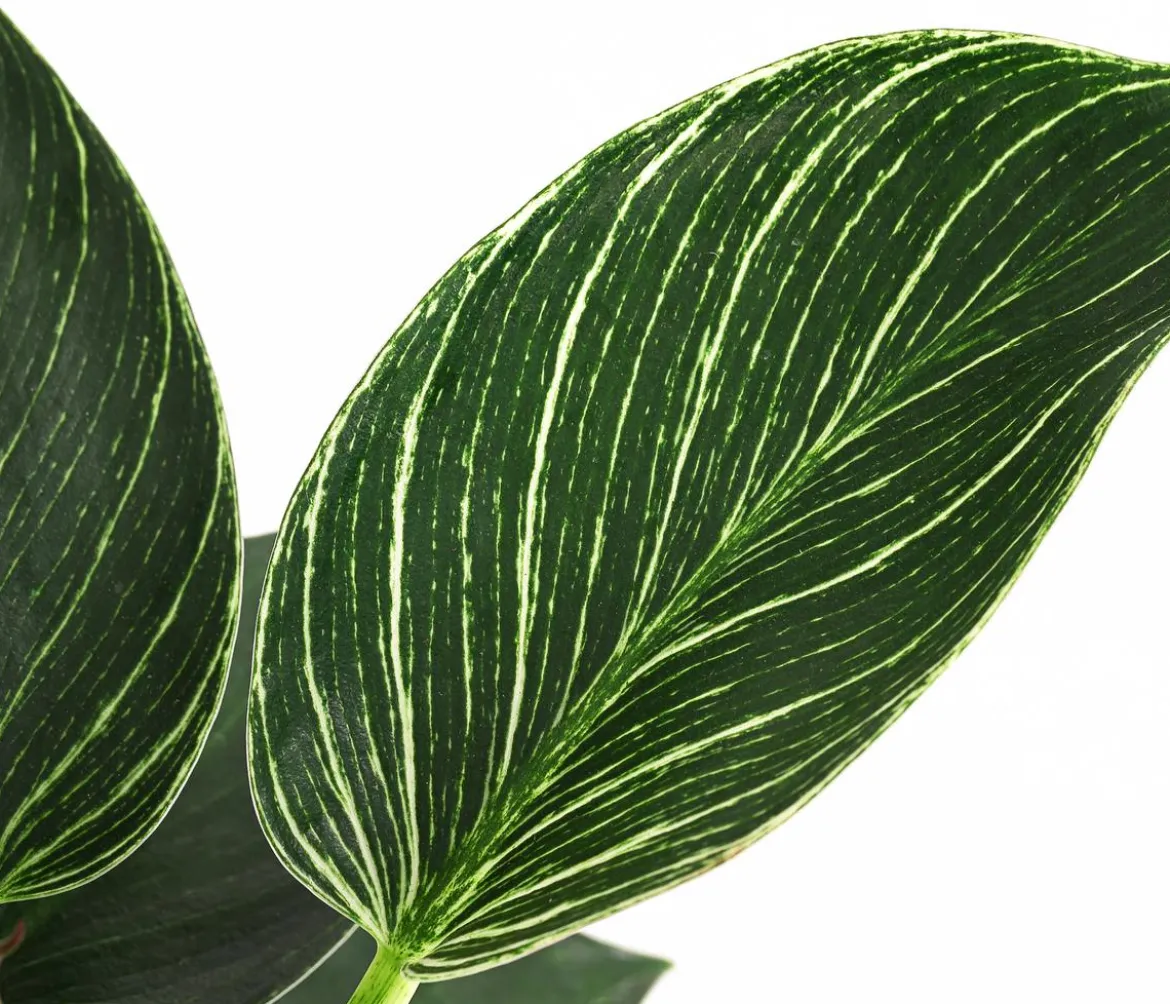Baumfreund - Philodendron 'White Wave'