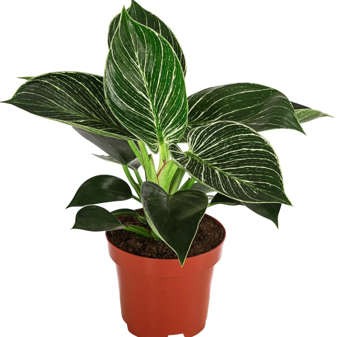 Baumfreund - Philodendron 'White Wave'