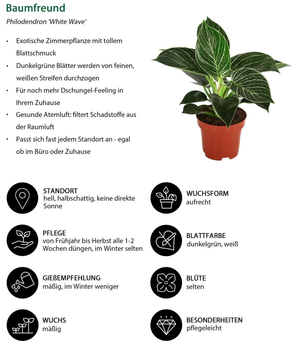 Baumfreund - Philodendron 'White Wave'
