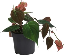 Baumfreund-Set - Philodendron, 3-teilig