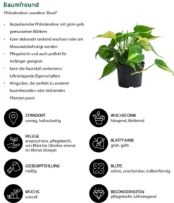 Baumfreund-Set - Philodendron, 3-teilig