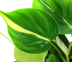 Baumfreund-Set - Philodendron, 3-teilig