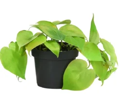 Baumfreund-Set - Philodendron, 3-teilig