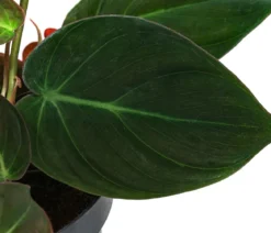 Baumfreund-Set - Philodendron, 3-teilig