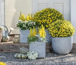 Baumheide 'Alberts Gold'