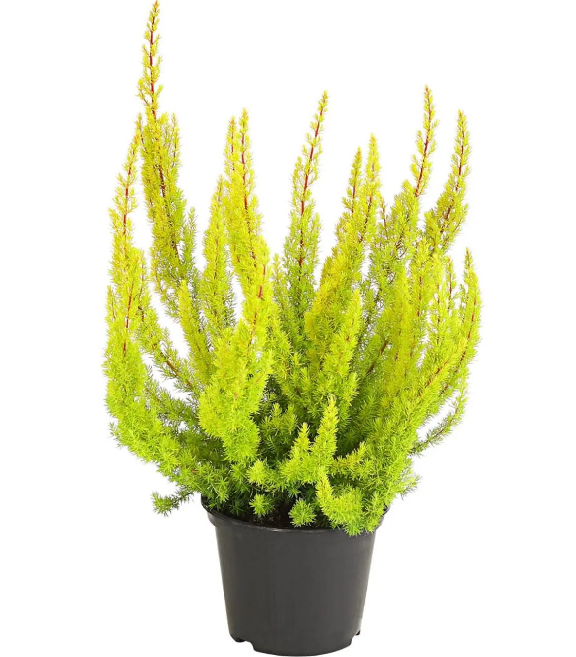Baumheide 'Alberts Gold'
