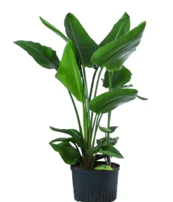 Baumstrelitzie - Strelitzia nicolai, Hydrokultur