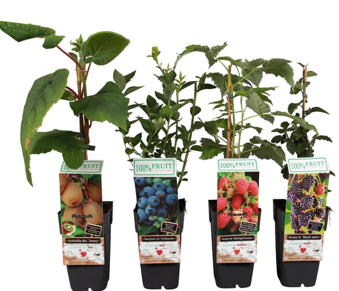Beeren-Kiwi-Set Smoothie-Mix, 4-teilig