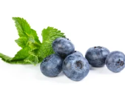 Beeren-Kiwi-Set Smoothie-Mix, 4-teilig
