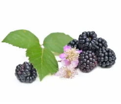 Beeren-Kiwi-Set Smoothie-Mix, 4-teilig