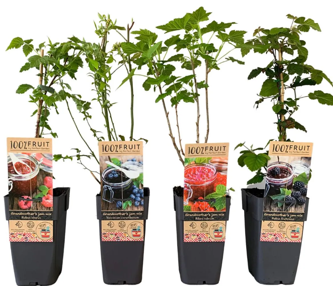 Beeren-Set Marmeladen-Mix, 4-teilig