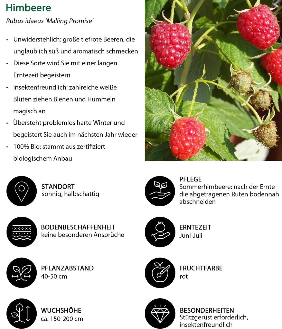 Beeren-Set Marmeladen-Mix, 4-teilig
