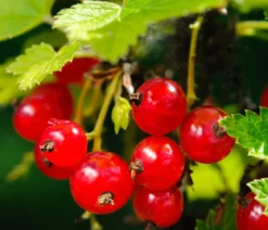 Beeren-Set Marmeladen-Mix, 4-teilig