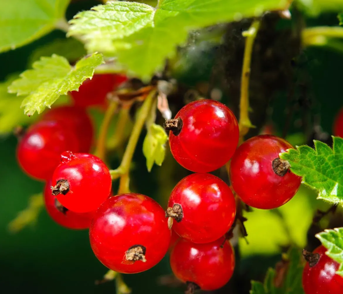 Beeren-Set Marmeladen-Mix, 4-teilig