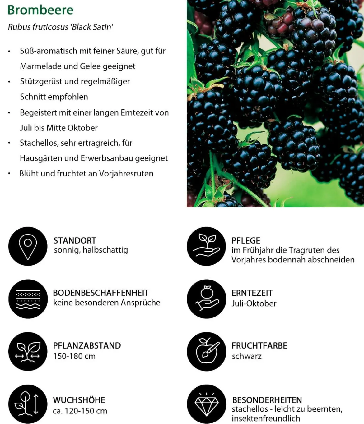 Beeren-Set Marmeladen-Mix, 4-teilig