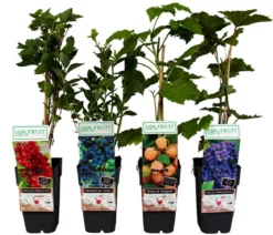 Beeren-Trauben-Set Obstsalat, 4-teilig