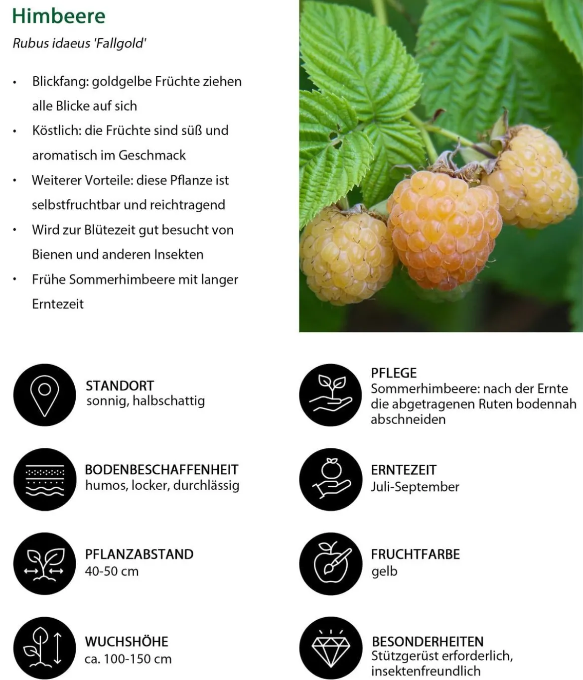 Beeren-Trauben-Set Obstsalat, 4-teilig