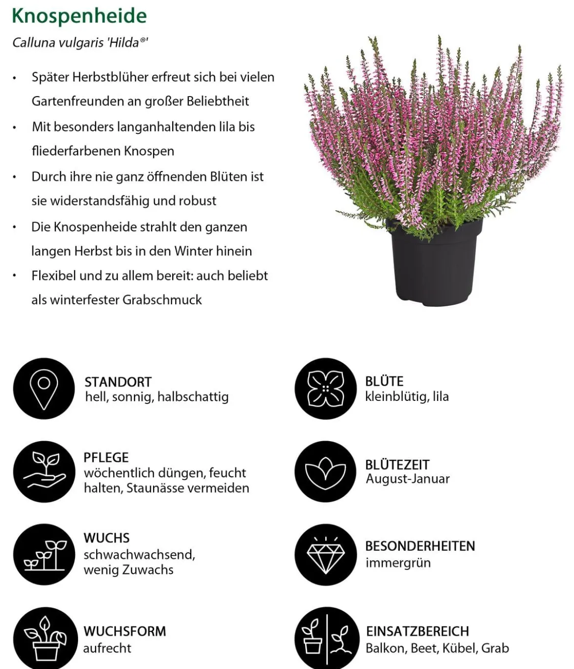 Beet- & Balkonpflanzen-Set Herbstglück, 6-teilig
