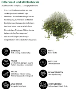 Beet- & Balkonpflanzen-Set Herbstglück, 6-teilig