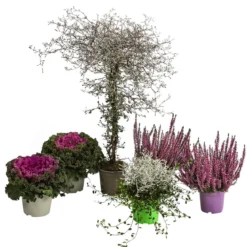 Beet- & Balkonpflanzen-Set Herbstglück, 6-teilig