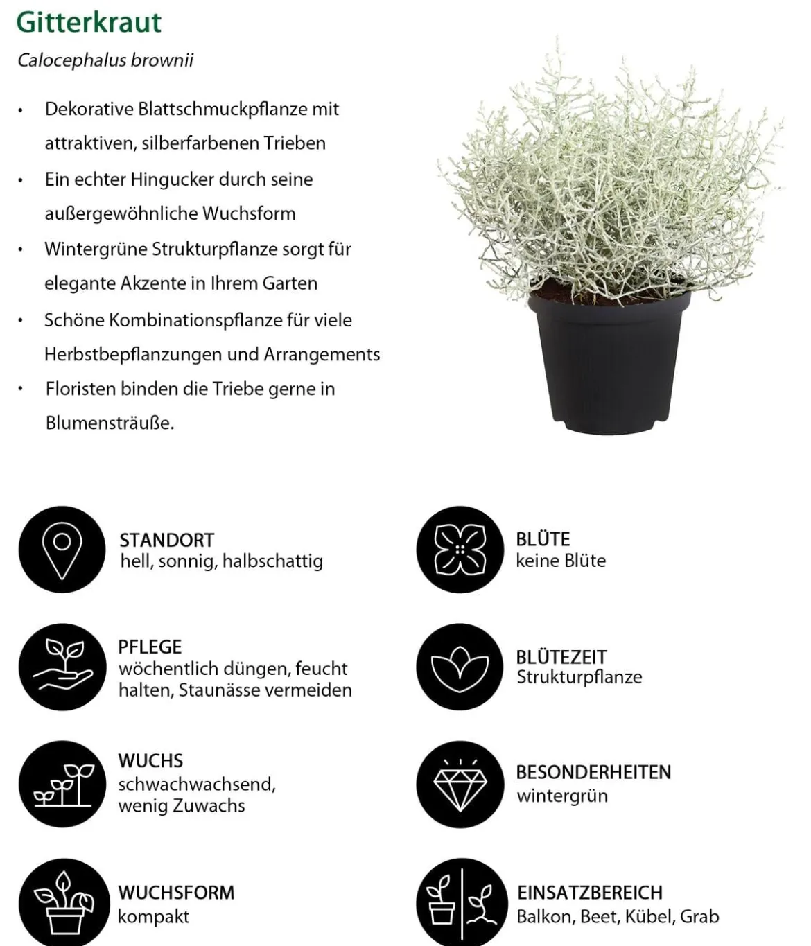 Beet- & Balkonpflanzen-Set Morgentau, 6-teilig