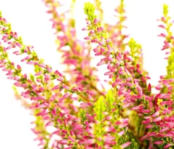 Beet- & Balkonset Goldener Herbst, 6-teilig