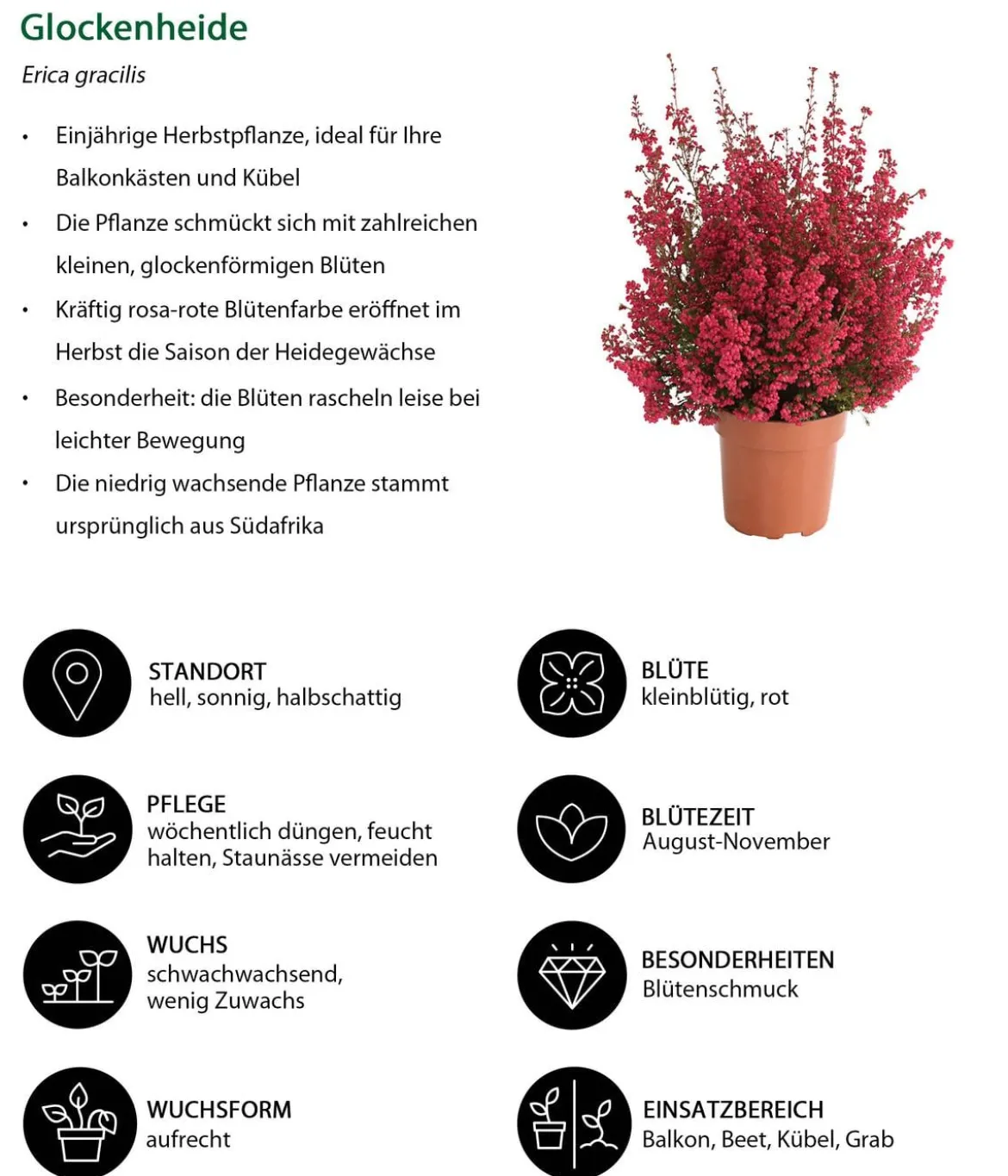 Beet- & Balkonset Herbstfeuer, 6-teilig