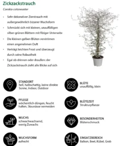 Beet- & Balkonset Herbstfreude, 6-teilig