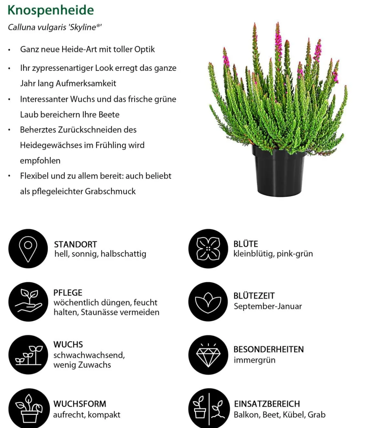 Beet- & Balkonset Herbstwind, 6-teilig