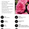 Beetrose 'Baronesse®'